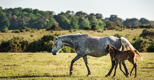 Little Garth - Brockenhurst