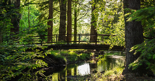 New Forest Manor in the New Forest