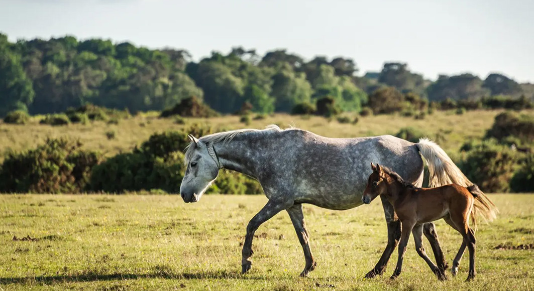 Horses - mare and foal - in the New Forest, Hampshire
