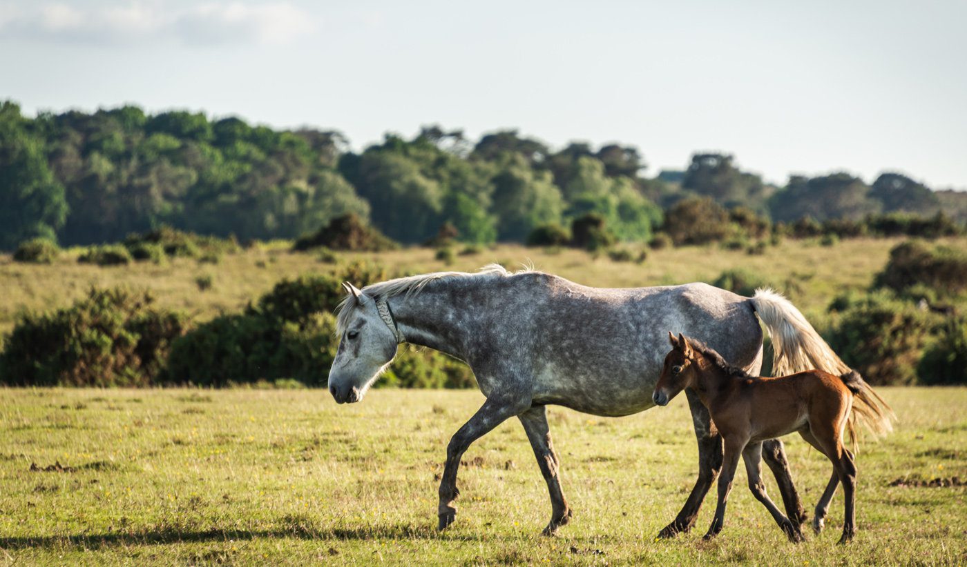 Horses - mare and foal - in the New Forest, Hampshire